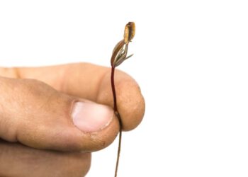 Een zaadje in de BDSM-gevoelige koppies van jou en jouw vrouw…