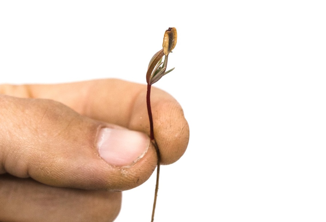 zaadje BDSM-gevoelige