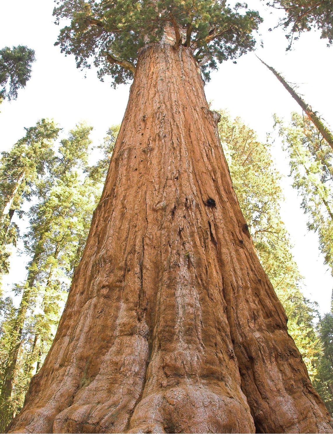 zaadje BDSM-gevoelige